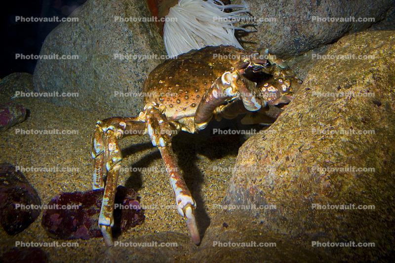 Sheep Crab, (Loxorhynchus grandis), Malacostraca, Decapoda, Brachyura, Epialtidae