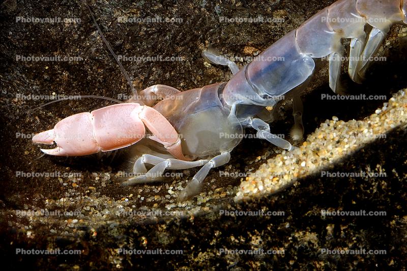 Ghost Shrimp, (Neotrypaea californiensis), Malacostraca, Decapoda