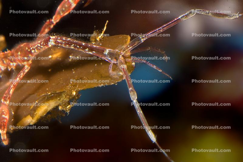 Skeleton Shrimp, Caprella sp, Caprellida