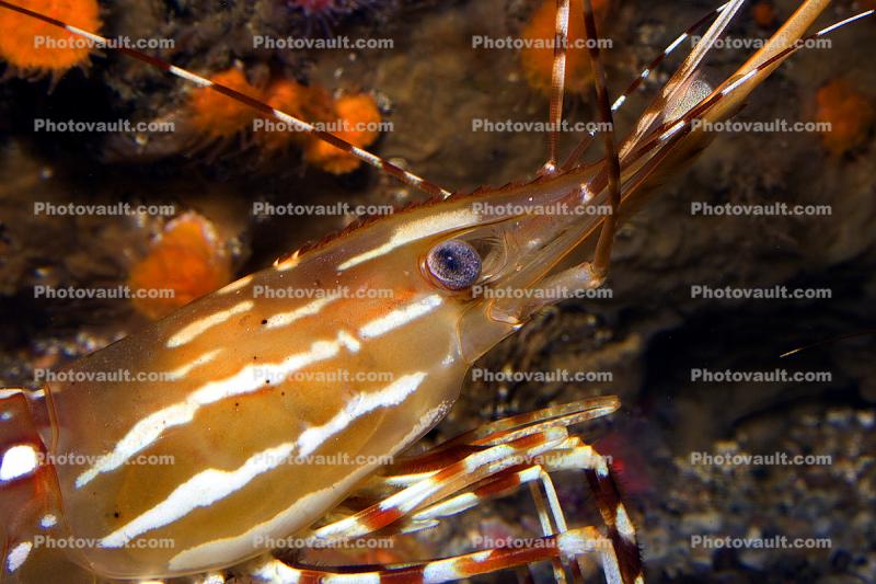 Spot Shrimp, California Spot Prawn, (Pandalus platyceros)