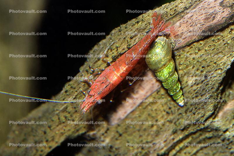 Red Cherry Shrimp, freshwater, spiral snail