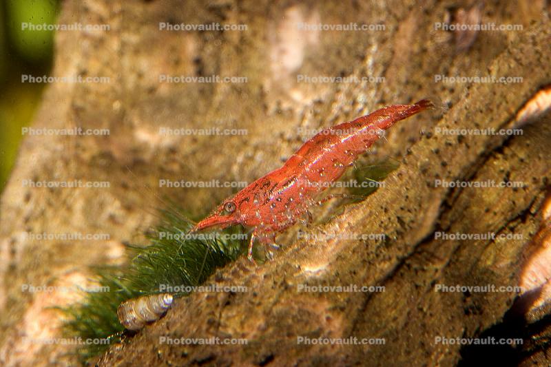 Shrimp, Red Cherry Shrimp, freshwater