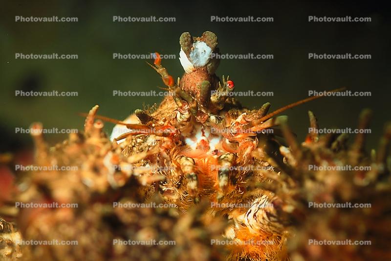 Puget Sound King Crab, Lopholithodes mandtii, Malacostraca, Decapoda, Anomura, Lithodidae