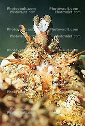 Puget Sound King Crab, Lopholithodes mandtii, Malacostraca, Decapoda, Anomura, Lithodidae