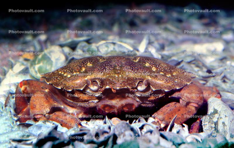 European green crab, (Carcinus maenas), Malacostraca, Decapoda, Brachyura, Portunidae, littoral