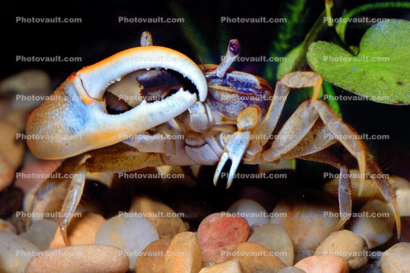 Fiddler Crab, showing of large claw