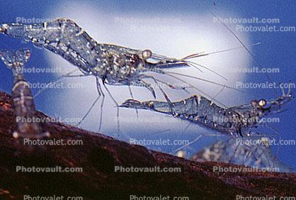 Glass Shrimp [Palaemonidae]
