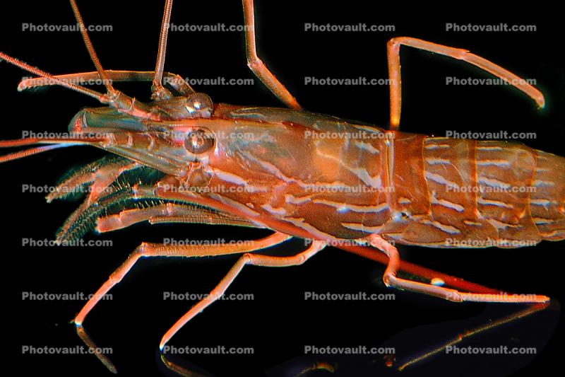 Rock shrimp or lined shrimp, Lysmata californica