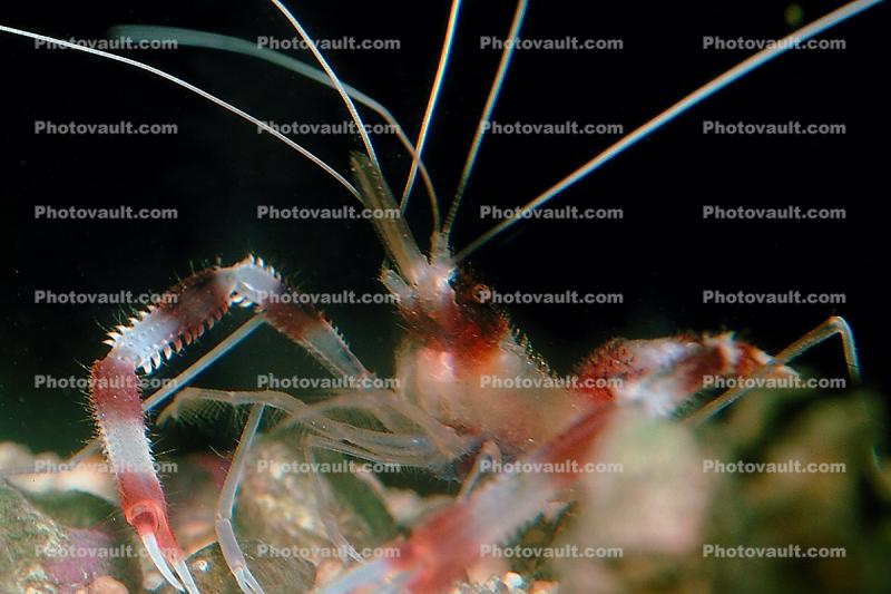 Coral Banded Shrimp, (Stenopus hispidus), Malacostraca, Decapoda, Banded Cleaner Shrimp
