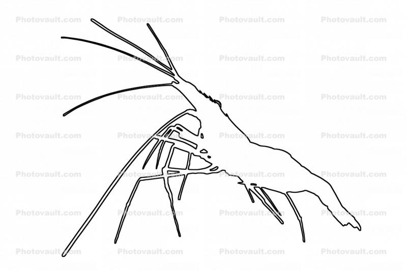 Pacific Cleaner Shrimp outline, (Lysmata amboinensis), Malacostraca, Decapoda, Hippolytidae, omnivorous, line drawing, shape