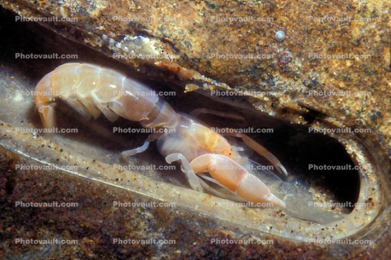 Ghost Shrimp, (Neotrypaea californiensis), Malacostraca