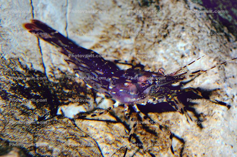 Coon Stripe Shrimp, (Pandalus danae), Malacostraca, Decapoda, Caridea, Pandalidae