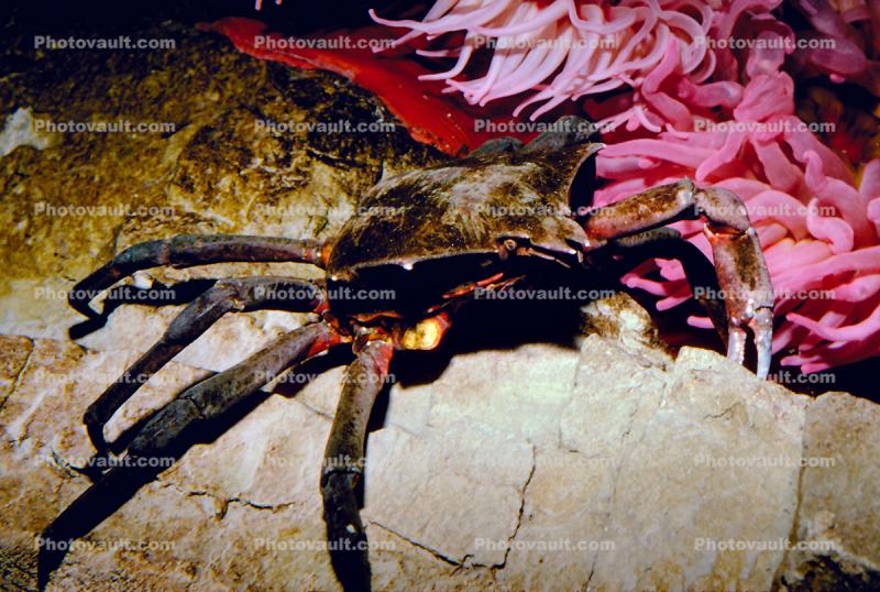 Kelp Crab, (Pugettia productus), Malacostraca, Decapoda, Brachyura, Epialtidae, Biomimicry