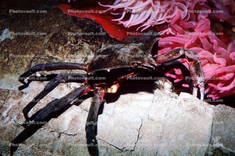 Kelp Crab, (Pugettia productus), Malacostraca, Decapoda, Brachyura, Epialtidae