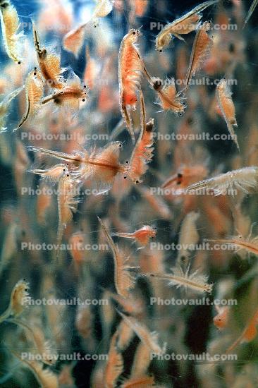Brine Shrimp [Artemia]
