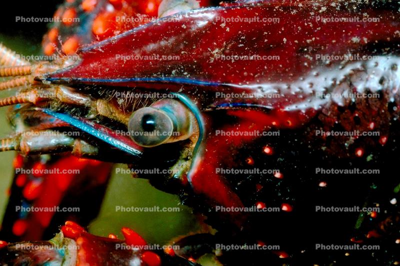 Red Crayfish eye