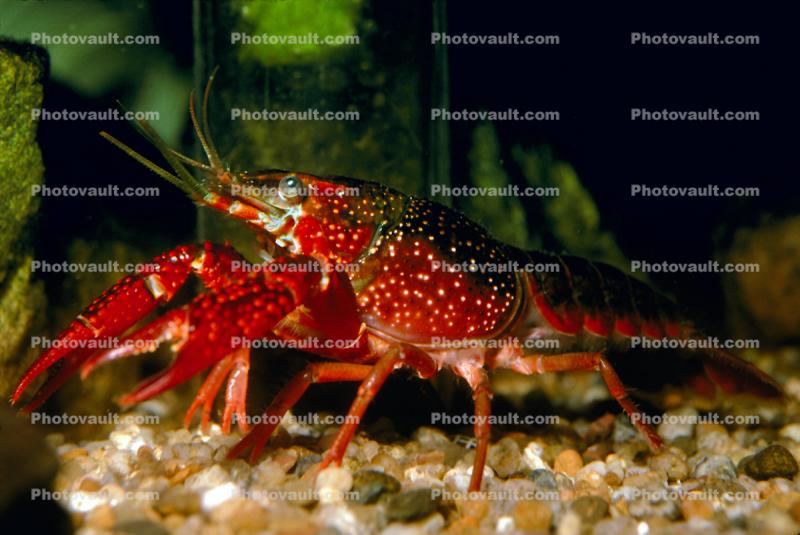 Red Crayfish