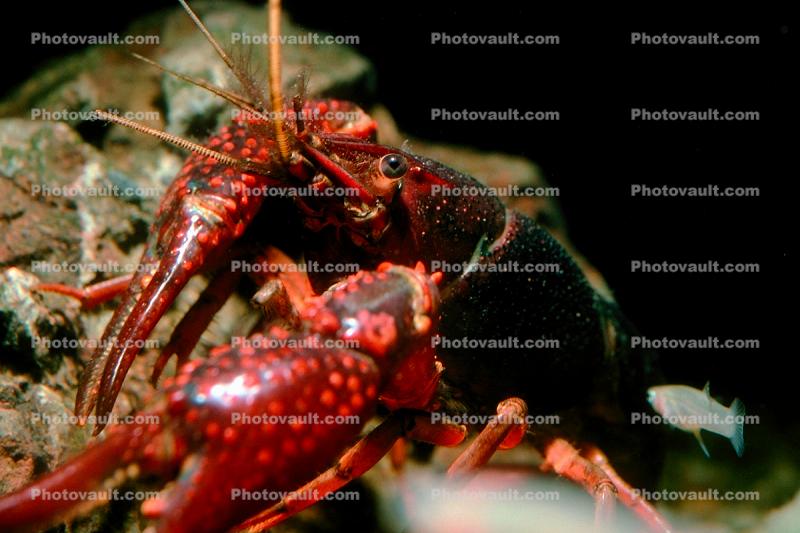 Red Crayfish