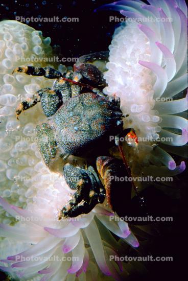 Purple Shore Crab, (Hemigrapsus nudus), Malacostraca, Decapoda, Brachyura, Varunidae