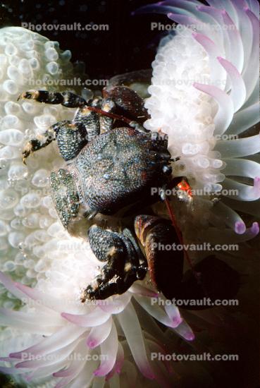 Purple Shore Crab, (Hemigrapsus nudus), Malacostraca, Decapoda, Brachyura, Varunidae