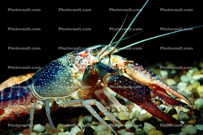 Freshwater blueclaw Crayfish, (Cherax quadricarinatus), Malacostraca, Decapoda, Parastacidae