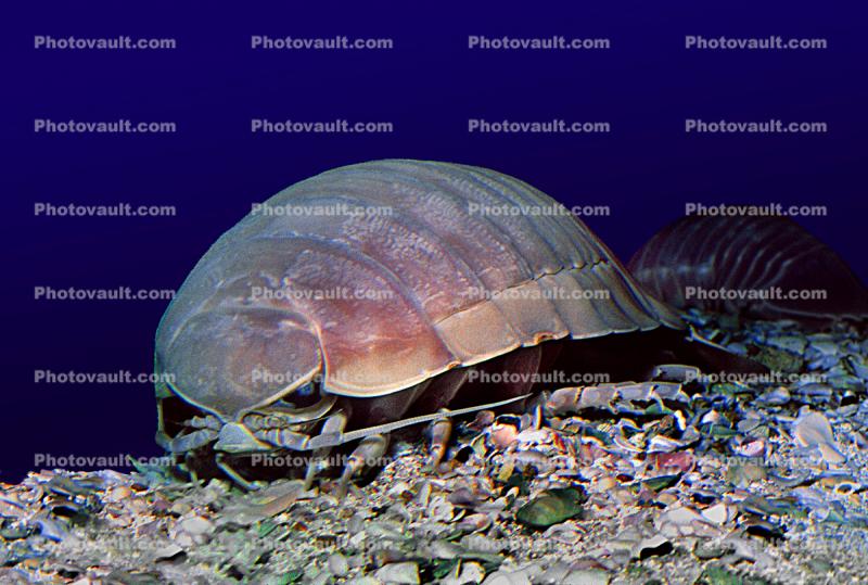 Giant Deep Sea Isopod, (Bathynomus giganteus), Malacostraca, Isopoda, Cymothoida, Cirolanidae