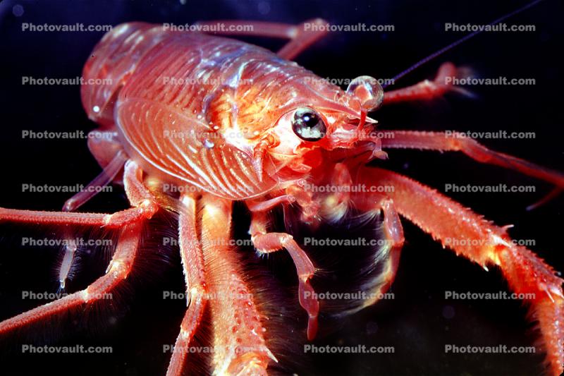 Tuna Crab, (Pleuroncodes planipes), Malacostraca, Decapoda, Galatheidae, Pelagic Red Crab