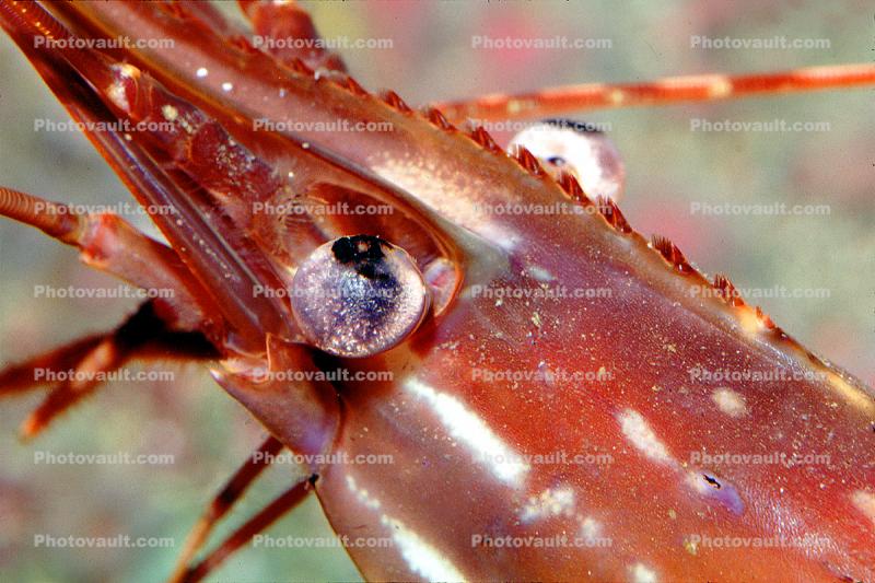 Spot Shrimp, California Spot Prawn, (Pandalus platyceros), Malacostraca, Decapoda, Caridea, Pandalidae