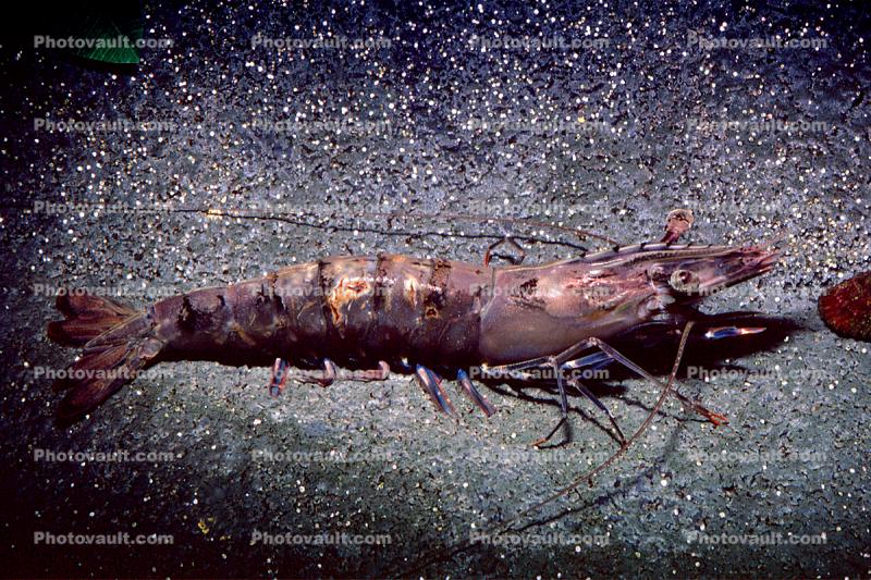 Giant tiger prawn, Asian tiger shrimp, (Penaeus monodon), Malacostraca, Decapoda, Dendrobranchiata, Penaeidae, marine