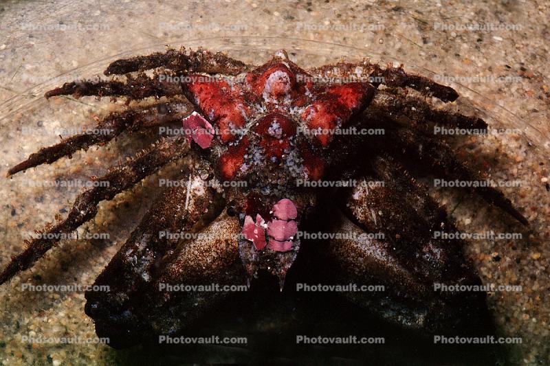 Sharp Nosed Crab, (Scyra acutifrons)