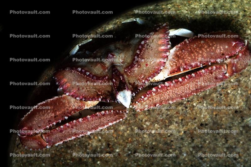 Elbow Crab, Mesorhoea belli
