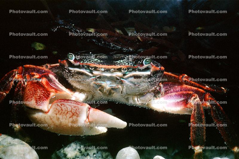 Lined Shore Crab, (Pachygrapsus crassipes), Malacostraca, Decapoda, Brachyura, Grapsidae