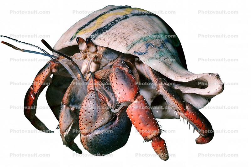 Land Hermit Crab [Coenobitidae], photo-object, object, cut-out, cutout