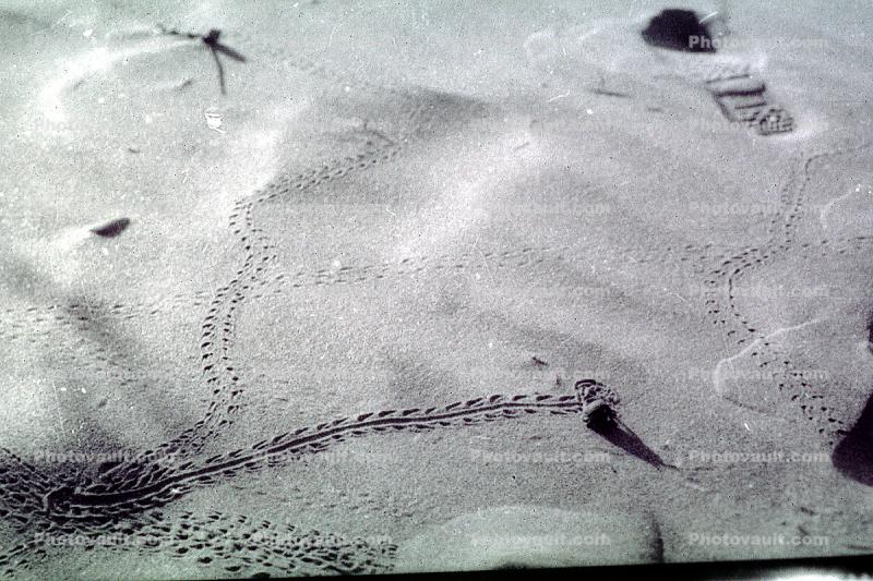Crab Trail on sand, footprints