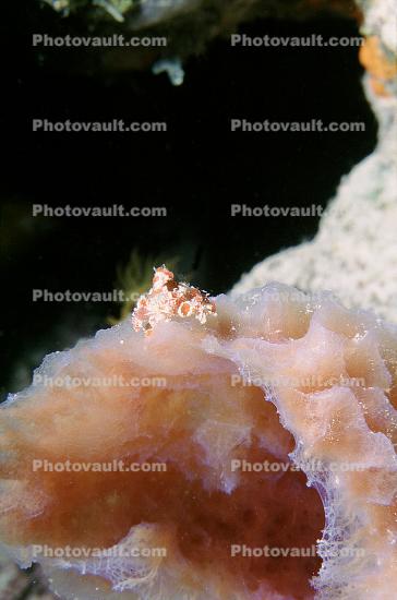 Teardrop Crab, Pelia mutica