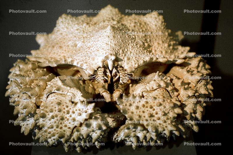 Umbrella Crab, Turtle Crab, (Cryptolithodes sitchensis), Malacostraca, Decapoda, Anomura, Lithodidae, lithodid