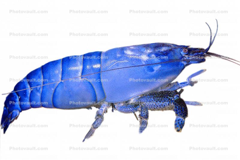Freshwater Shrimp, (Atya gabonensis), Malacostraca, Decapoda, Atyidae, photo-object, object, cut-out, cutout
