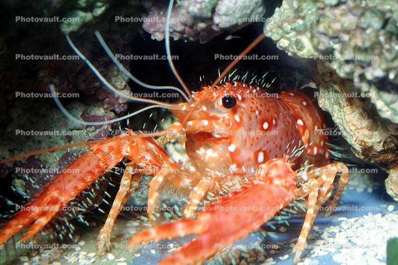 California Spiny Lobster, (Panulirus interruptus), Malacostraca, Decapoda, Achelata, Palinuridae