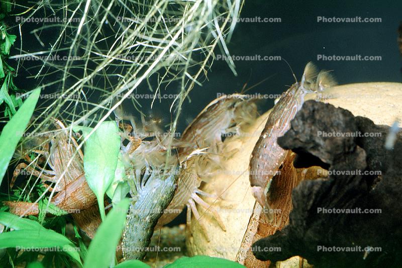 Singapore Shrimp, (Atyopsis moluccensis), Wood Shrimp, Malacostraca, Decapoda, Atyidae, freshwater