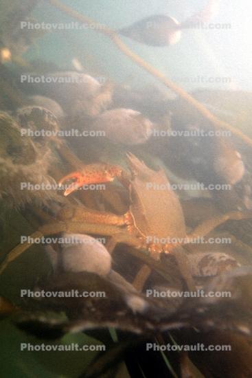 Kelp Crab, Morro Bay