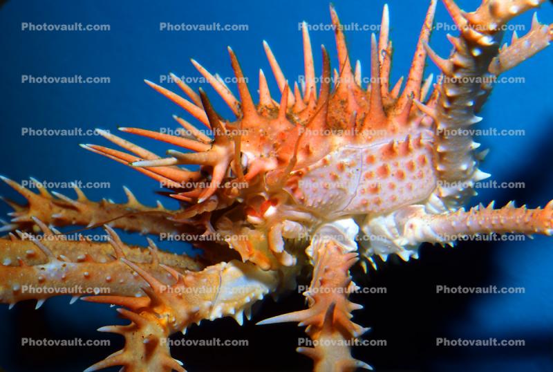 Spiny King Crab, (Paralithodes rathbuni), Malacostraca, Decapoda, Lithodidae