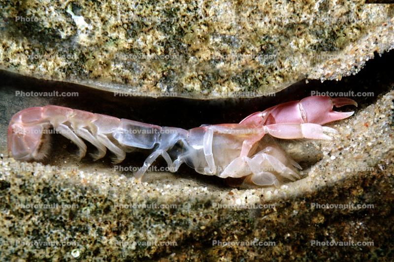 Ghost Shrimp, (Neotrypaea californiensis), Malacostraca, Decapoda, Axiidea, Callianassidae, (Callianassa californiensis)
