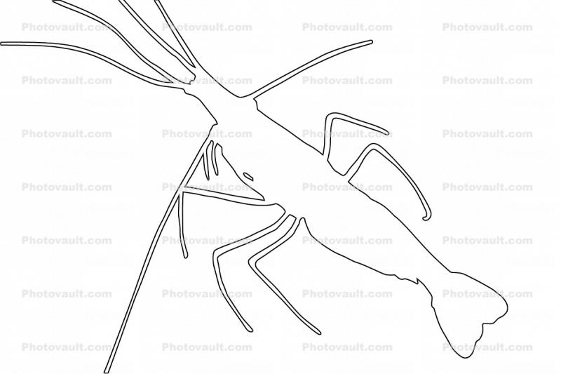 Skunk Cleaner Shrimp, (Lysmata amboinensis), Malacostraca, Decapoda, Caridea, Hippolytidae, Pacific cleaner shrimp outline, line drawing, shape