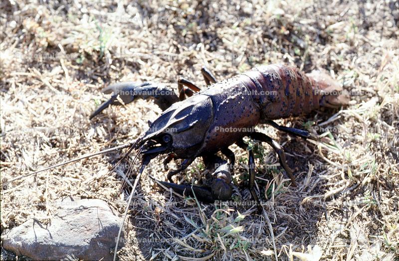 Lobster, Kangaroo Island, South Australia