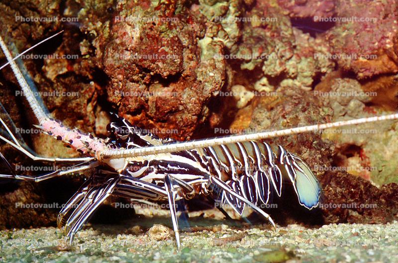 Painted Spiny Lobster, (Panulirus versicolor), Malacostraca, Decapoda, Palinuridae
