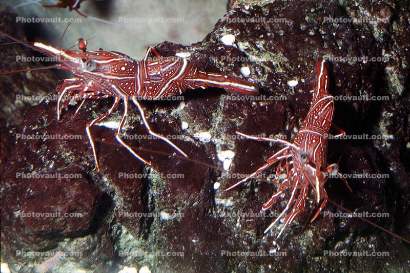Hingebeak Shrimp, camelback shrimp, humpback, (Rhynchocinetes uritai), Malacostraca, Decapoda, Caridea, Rhynchocinetidae