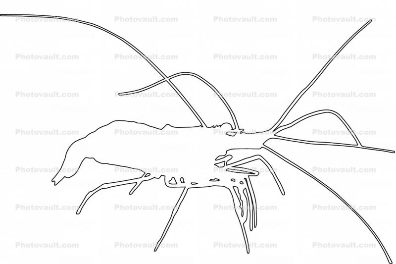 Skunk Cleaner Shrimp outline, (Lysmata amboinensis), Malacostraca, Decapoda, Caridea, Hippolytidae, Pacific cleaner shrimp, line drawing, shape