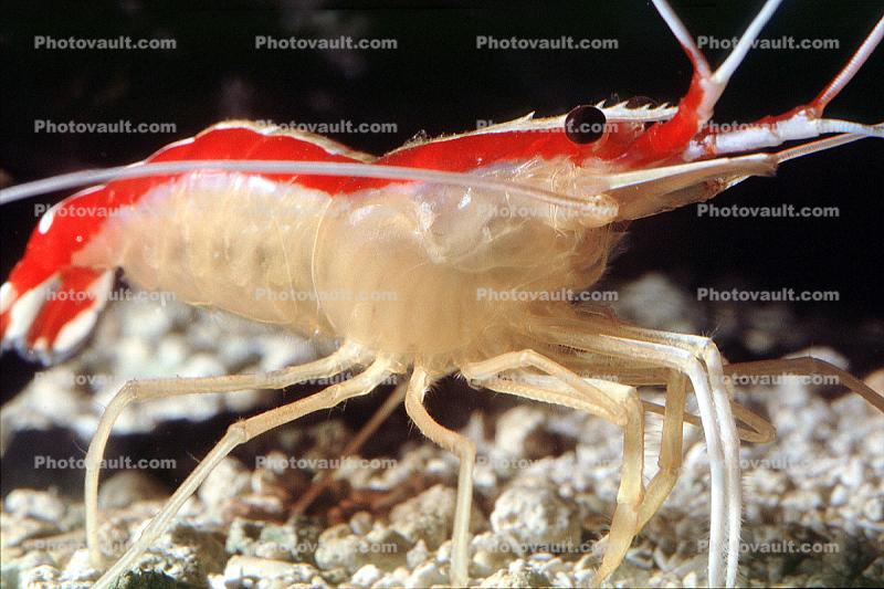 Pacific Cleaner Shrimp, (Lysmata amboinensis), Malacostraca, Decapoda, Hippolytidae, omnivorous