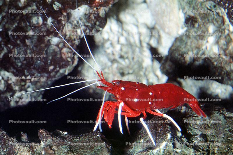 Scarlet Cleaner Shrimp, (Lysmata debelius), Malacostraca, Decapoda, Caridea, Hippolytidae