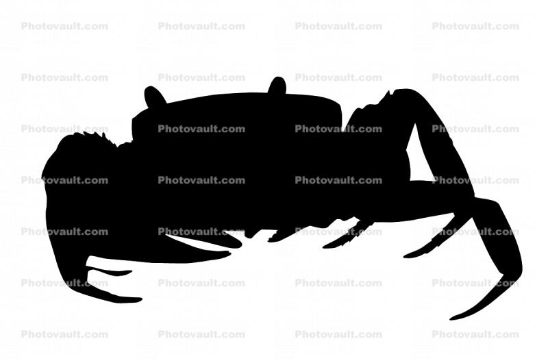 Purple Moon Crab Silhouette, logo, Purple Moon Crab, Halloween Crab, (Gecarcinus quadratus), Malacostraca, Decapoda, [Gecarcinidae], land crab, shape